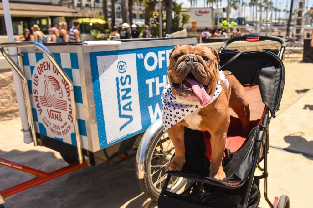 Doggie dog.&nbsp;&nbsp;&nbsp;© Brandon Means